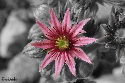 Farbmangel 4 - Blume